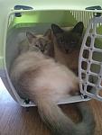     
: 2014-07-29 06.25.19.jpg
: 5
:	87.2 
ID:	8479838