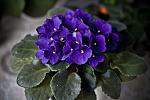     
: CRW_1342_1.jpg
: 133
:	240.2 
ID:	8484814