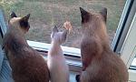     
: 2014-07-13 07.35.27.jpg
: 35
:	158.3 
ID:	8494729