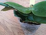     
: 20140801_162607.jpg
: 17
:	113.6 
ID:	8494783
