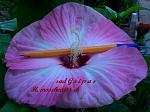     
: CIMG8305.jpg
: 23
:	115.8 
ID:	8495274