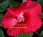     
: CIMG9442.jpg
: 22
:	146.1 
ID:	8495275
