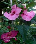     
: CIMG9472.jpg
: 24
:	126.2 
ID:	8495276