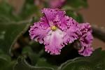     
: IMG_4769.jpg
: 130
:	78.3 
ID:	8496121
