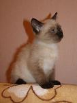     
: imageCAV6A314.jpg
: 36
:	12.0 
ID:	8499381