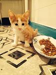     
: 10599327_703381583050863_3571615919035300197_n.jpg
: 6
:	99.9 
ID:	8518587