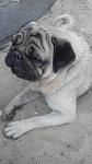     
: uploadfromtaptalk1407484962161.jpg
: 29
:	72.5 
ID:	8518607