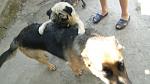     
: DSC02824.jpg
: 18
:	81.8 
ID:	8523029