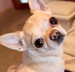     
: IMG_6974.jpg
: 56
:	77.2 
ID:	8523234