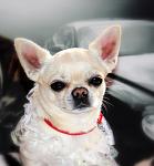     
: IMG_5194.jpg
: 49
:	80.5 
ID:	8523236