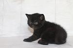     
: IMG_2728.JPG
: 13
:	111.7 
ID:	8527124