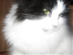     
: Picture-019.jpg
: 26
:	42.5 
ID:	85445