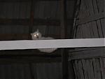     
: Infernalnaya-koshka.jpg
: 47
:	68.6 
ID:	85449