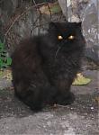     
: Infernalnyj-kot.jpg
: 55
:	146.6 
ID:	85450
