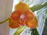     
: DSCN1471.jpg
: 11
:	93.5 
ID:	8550996