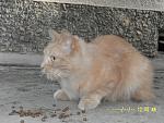     
: SAM_3436.jpg
: 11
:	136.4 
ID:	8552560
