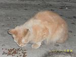    
: SAM_3428.jpg
: 12
:	118.8 
ID:	8552561