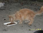     
: SAM_3414.jpg
: 13
:	121.9 
ID:	8552576