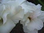     
: DSC05578.JPG
: 47
:	135.9 
ID:	8557251
