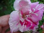     
: DSC05575.JPG
: 4
:	168.7 
ID:	8557259