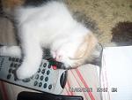     
: SAM_3030.jpg
: 11
:	120.2 
ID:	8566286