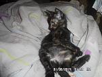     
: SAM_3051.jpg
: 8
:	93.1 
ID:	8566308