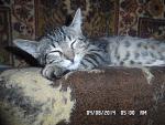     
: SAM_3093.jpg
: 8
:	161.1 
ID:	8566324