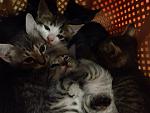    
: PU_771RGY9U.jpg
: 53
:	106.6 
ID:	8587661