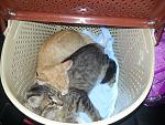     
: 20140823_193145.jpg
: 9
:	156.0 
ID:	8588306