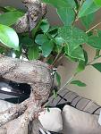     
: IMG_1812.jpg
: 3
:	119.9 
ID:	8611762