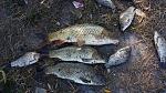     
: 20140829_170559.jpg
: 11
:	249.5 
ID:	8619027