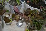     
: DSC_0059.jpg
: 13
:	154.9 
ID:	8621020