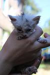     
: IMG_7210.jpg
: 24
:	52.5 
ID:	8625505