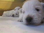     
: IMG_8821.JPG
: 19
:	81.5 
ID:	8628091