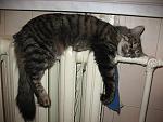     
: IMG_7035.jpg
: 35
:	138.2 
ID:	863100