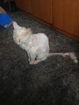     
: 2014-09-04 19.01.19.jpg
: 18
:	72.1 
ID:	8653334