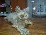     
: 20140906_155514.jpg
: 42
:	108.5 
ID:	8656646
