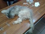     
: 20140906_160806.jpg
: 32
:	127.4 
ID:	8656647