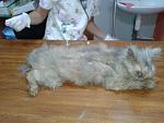     
: 20140906_155628.jpg
: 30
:	116.0 
ID:	8656653