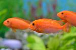     
: DSC_0071.jpg
: 16
:	60.0 
ID:	8657282