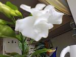     
: Фото0481.jpg
: 11
:	149.9 
ID:	8657658