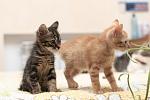     
: DSC_0044.jpg
: 5
:	98.9 
ID:	8677546