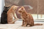     
: DSC_0071.jpg
: 6
:	95.4 
ID:	8677549