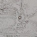     
: IMG_7440_1.jpg
: 117
:	64.7 
ID:	8685420