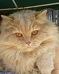     
: кот-красавец.jpg
: 20
:	32.0 
ID:	8693058