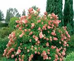     
: Hydrangea-paniculata-Pink-diamond----0.jpg
: 32
:	64.2 
ID:	8696645