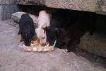     
: a18-Qdd5p1I.jpg
: 21
:	118.3 
ID:	8714696