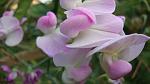     
: DSC05860.jpg
: 11
:	60.5 
ID:	8721966