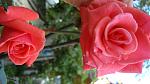     
: DSC05855.jpg
: 11
:	83.3 
ID:	8721970