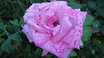     
: DSC05846.jpg
: 7
:	95.9 
ID:	8721971